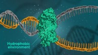 For DNA to be read, replicated or repaired, DNA molecules must open themselves. This happens when the cells use a catalytic protein to create a hydrophobic environment around the molecule. Image credit: Yen Strandqvist / Chalmers University of Technology.