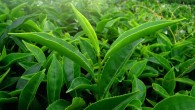 Epigallocatechin gallate is a compound found in green tea leaves. Image credit: Ranjith Siji.