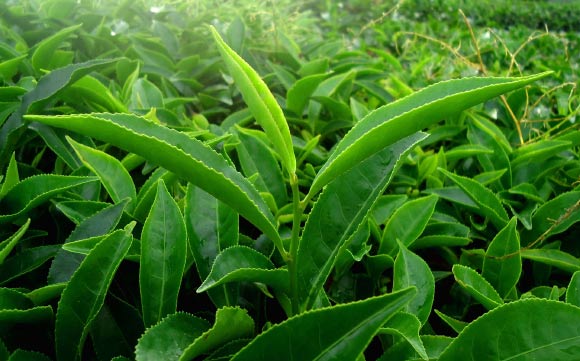 Epigallocatechin gallate is a compound found in green tea leaves. Image credit: Ranjith Siji.