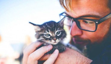 Pet cats show a similar capacity for the formation of secure and insecure attachments towards human caregivers previously demonstrated in children and dogs. Image credit: Pexels.