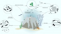Schematic overview of interactions between Porites lutea and its microbial symbionts. Image credit: Robbins et al, doi: 10.1038/s41564-019-0532-4.