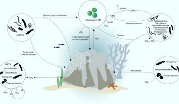 Schematic overview of interactions between Porites lutea and its microbial symbionts. Image credit: Robbins et al, doi: 10.1038/s41564-019-0532-4.