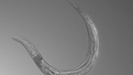 Auanema sp. lives in the high-salt, high-pH, arsenic-rich Mono Lake. Image credit: Shih et al, doi: 10.1016/j.cub.2019.08.024.