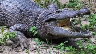 The Hall’s New Guinea crocodile (Crocodylus halli) at St. Augustine Alligator Farm Zoological Park. Image credit: Murray et al, doi: 10.1643/CG-19-240.