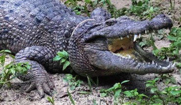 The Hall’s New Guinea crocodile (Crocodylus halli) at St. Augustine Alligator Farm Zoological Park. Image credit: Murray et al, doi: 10.1643/CG-19-240.