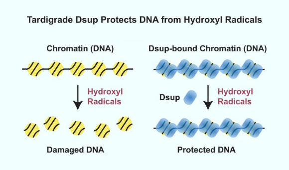 Chavez et al discover that the tardigrade protein Dsup binds and forms a protective cloud against extreme survival threats such as radiation damage. Image credit: James Kadonaga, University of California, San Diego.