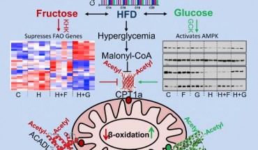Dietary fructose, but not glucose, supplementation of high-fat diet (HFD) impairs mitochondrial size, function, and protein acetylation, resulting in decreased fatty acid oxidation and development of metabolic dysregulation. Image credit: Softic et al, doi: 10.1016/j.cmet.2019.09.003.