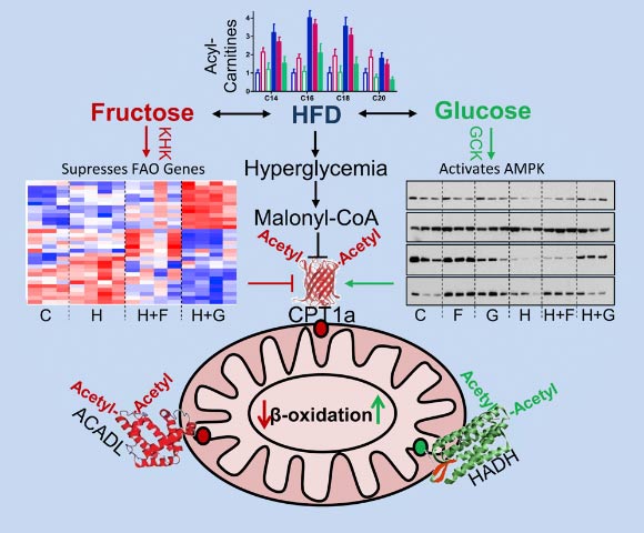 Dietary fructose, but not glucose, supplementation of high-fat diet (HFD) impairs mitochondrial size, function, and protein acetylation, resulting in decreased fatty acid oxidation and development of metabolic dysregulation. Image credit: Softic et al, doi: 10.1016/j.cmet.2019.09.003.