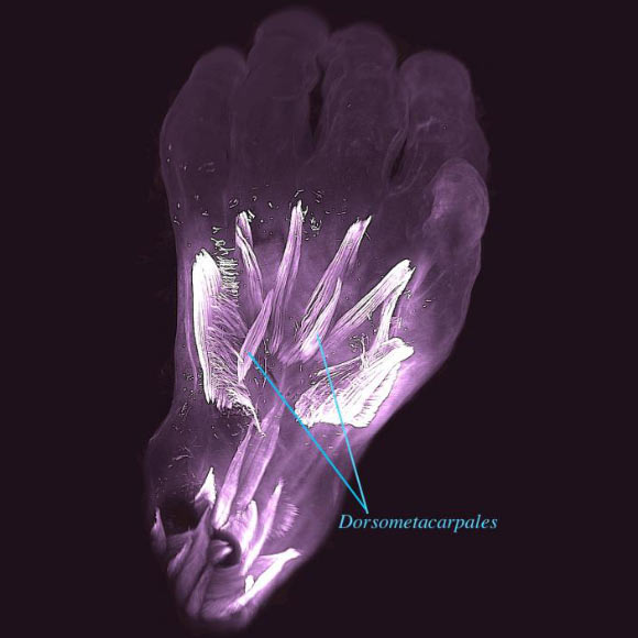 Dorsal view of the left hand of a 10-week old human embryo. The dorsometacarpales are highlighted: these muscles are present in adults of many other limbed animals, while in humans they normally disappear or become fused with other muscles before birth. Image credit: Diogo et al, doi: 10.1242/dev.180349.