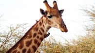 Younger and paler old male giraffes (Giraffa camelopardalis) are gregarious while darker males are more solitary. Image credit: Albert Dezetter.