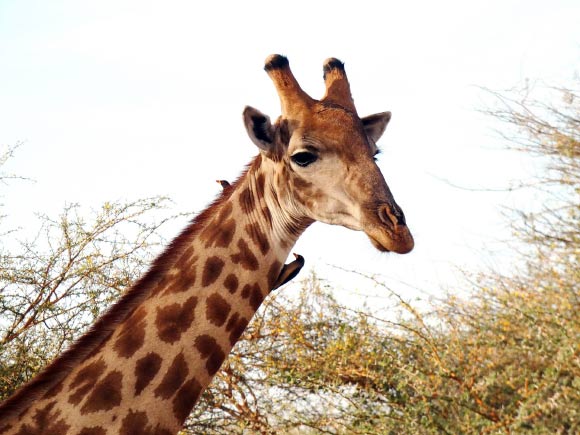 Younger and paler old male giraffes (Giraffa camelopardalis) are gregarious while darker males are more solitary. Image credit: Albert Dezetter.