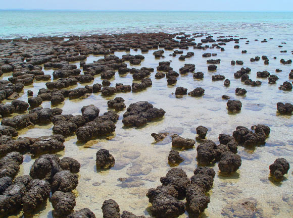 Baumgartner et al provide exceptional evidence for the biogenicity of some of Earth’s oldest stromatolites through preservation of organic matter, including microbial remains, by sulfidization. Image credit: Paul Harrison.