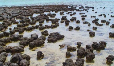Baumgartner et al provide exceptional evidence for the biogenicity of some of Earth’s oldest stromatolites through preservation of organic matter, including microbial remains, by sulfidization. Image credit: Paul Harrison.