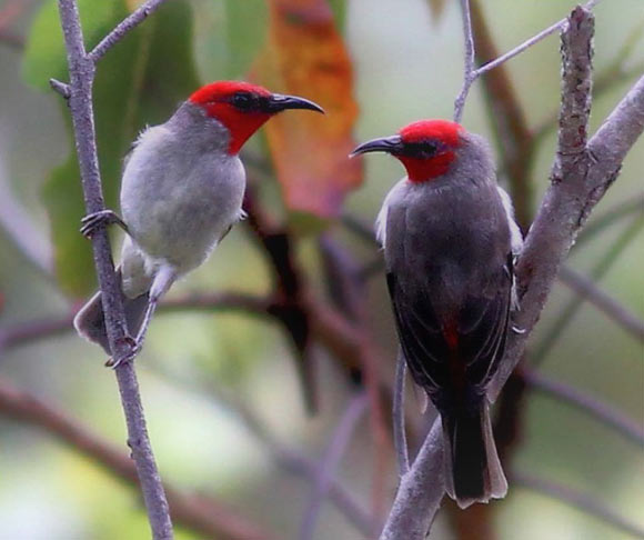 Two individuals of the Alor myzomela (Myzomela prawiradilagae) perched in Eucalyptus urophylla tree at 1,250 m near Manmas-Subo, Alor Island, Indonesia, in April 2014. Image credit: Philippe Verbelen.