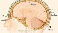 In human skulls, division of the nasioiniac arc (from nasion to inion, NI) by bregma into a shorter frontal arc (from nasion to bregma, NB) and longer parietooccipital arc (from bregma to inion BI), creates a geometrical relationship in which the ratio of the nasioiniac arc over the bregma-inion arc (NI/BI) coincides with the ratio of the bregma-inion arc over the nasion-bregma arc (BI/NB), both 1.6. The subdivision of the nasioiniac arc by bregma into two unequal arcs emulates the geometrical division of a line into the Golden ratio. Image credit: Tamargo & Pindrik, doi: 10.1097/SCS.0000000000005610.