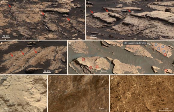 Lithology of sulfate enrichments in Gale Crater, Mars: (a) magnesium sulfate-enriched lithology within multiple parallel horizons (red arrows) on a large block of bedrock; (b) calcium sulfate enrichments as erosion-resistant horizons (red arrows) in mudstone; (c) multiple horizons (red arrows) where euhedral white crystals and heterogeneous calcium sulfate and magnesium sulfate enrichments were observed; (d) exposed blocks at Old Soaker with desiccation cracks; circles represent the locations of Curiosity’s ChemCam targets with calcium sulfate enrichments (red) and without (blue); (e, f) close-up images of a mudstone and a sandstone enriched in calcium sulfate; (g) close-up image of bedrock with white euhedral crystals along with empty casts/moulds. Image credit: Rapin et al, doi: 10.1038/s41561-019-0458-8.