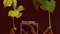 Rhizobium sp. forms nodules on bean plant roots, resulting in a more robust plant (right) than on the left. Image credit: Dmitrii Y. Travin.