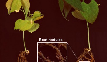Rhizobium sp. forms nodules on bean plant roots, resulting in a more robust plant (right) than on the left. Image credit: Dmitrii Y. Travin.