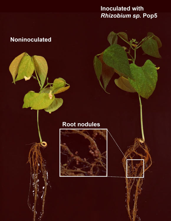 Rhizobium sp. forms nodules on bean plant roots, resulting in a more robust plant (right) than on the left. Image credit: Dmitrii Y. Travin.