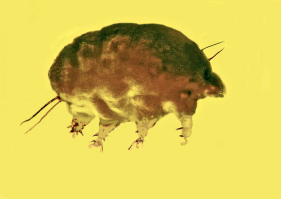 A mold pig (Sialomorpha dominicana). Image credit: George Poinar Jr.