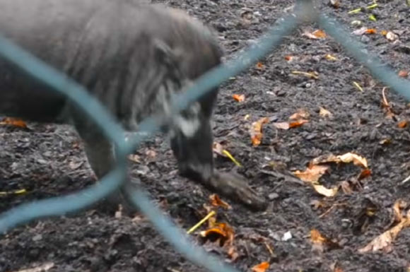 An adult female Visayan warty pig uses a piece of bark as a digging tool. Image credit: Root-Bernstein et al, doi: 10.1016/j.mambio.2019.08.003.