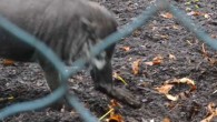 An adult female Visayan warty pig uses a piece of bark as a digging tool. Image credit: Root-Bernstein et al, doi: 10.1016/j.mambio.2019.08.003.