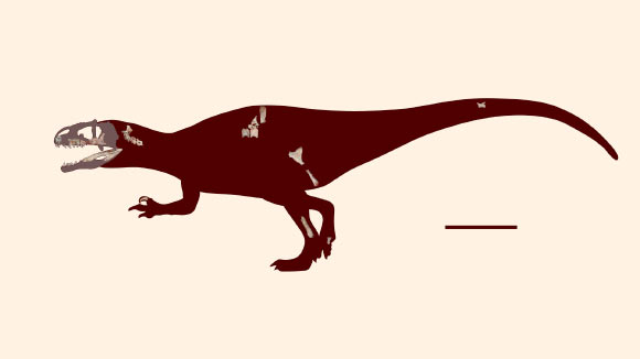 Skeletal reconstruction of Siamraptor suwati. Scale bar - 1 m. Image credit: Chokchaloemwong et al, doi: 10.1371/journal.pone.0222489.