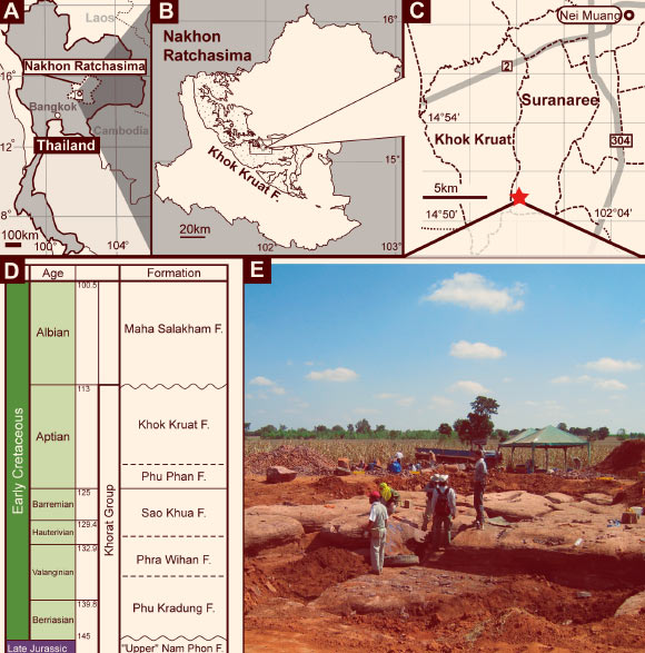 Locality map of new theropod material and stratigraphy of Khorat Group: A - map of Nakhon Ratchasima Province, Thailand; B - distribution map of the Khok Kruat Formation in Nakhon Ratchasima Province; C - enlarged locality map of Suranaree and Khok Kruat subdistricts with the subdistrict boundaries; D - a photograph of the excavation site; E - stratigraphic column of the Khorat Group. A red-colored star indicates the new theropod locality, the dotted lines indicate the subdistrict boundaries, and the gray-colored lines indicate the roads in C, respectively. Image credit: Chokchaloemwong et al, doi: 10.1371/journal.pone.0222489.