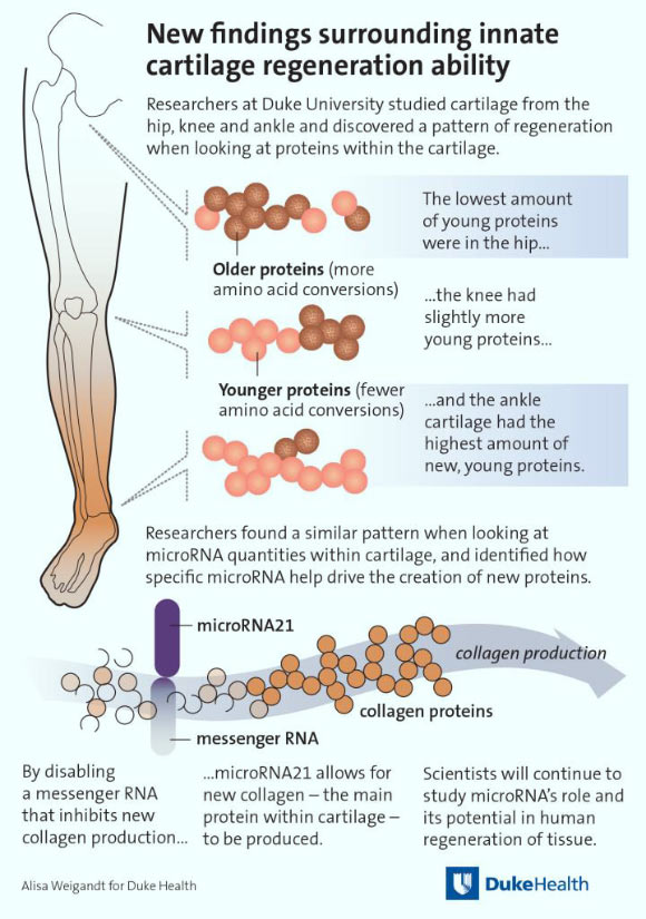 Hsueh et al studied cartilage from the hip, knee and ankle and discovered a pattern of regeneration when looking at proteins within the cartilage. Image credit: Alisa Weigandt, Duke Health.