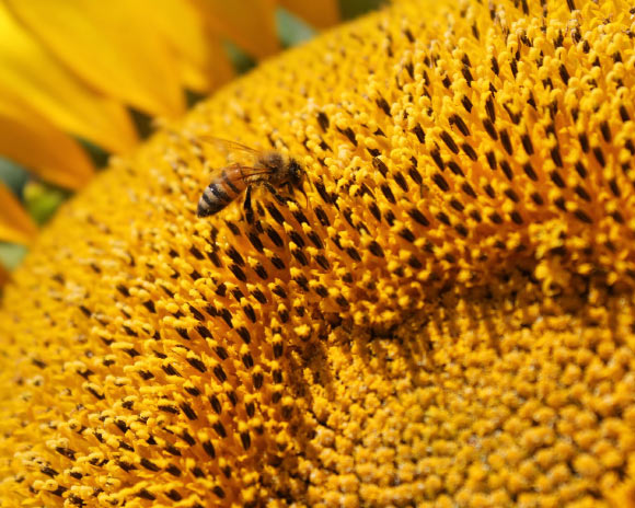 A honeybee (Apis mellifera). Image credit: Joanna Jankowski.