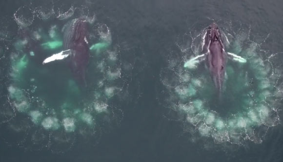 Humpback whale bubble-net feeding. Image credit: University of Hawai’i at Manoa.