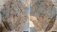 Lessiniabatis aenigmatica from the Eocene of Bolca Lagerstätte. Scale bars – 10 cm. Image credit: Marrama et al, doi: 10.1038/s41598-019-50544-y.