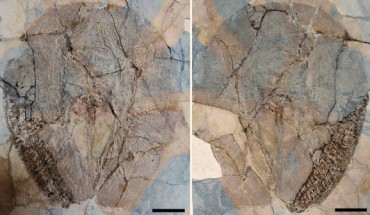 Lessiniabatis aenigmatica from the Eocene of Bolca Lagerstätte. Scale bars – 10 cm. Image credit: Marrama et al, doi: 10.1038/s41598-019-50544-y.