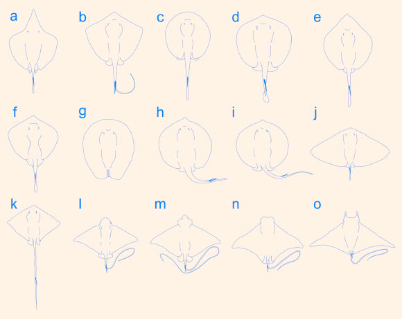 Silhouettes of selected living and fossil species as representatives for the modern stingray families and holomorphic fossil species: (a) Hexatrygon bickelli, (b) Dasyatis marmorata, (c) Potamotrygon tigrina, (d) Urobatis halleri, (e) Plesiobatis daviesi, (f) Urolophus kapalensis, (g) Lessiniabatis aenigmatica, (h) Asterotrygon maloneyi, (i) Heliobatis radians, (j) Gymnura altavela, (k) Promyliobatis gazolai, (l) Myliobatis hamlyni, (m) Aetobatus laticeps, (n) Rhinoptera bonasus, (o) Mobula mobular. Image credit: Marrama et al, doi: 10.1038/s41598-019-50544-y.