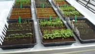 Wamelink et al were able to harvest radishes and radish seeds, cress and cress seeds, rye seeds, rocket, tomatoes and peas on Mars and Moon soil simulants. This photo shows experimental trays on April 16, 2015, seven days after sowing. Image credit: Wamelink et al, doi: 10.1515/opag-2019-0051.