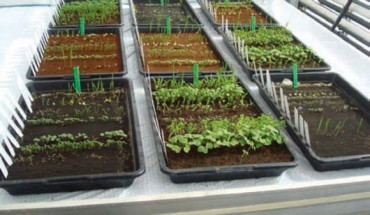 Wamelink et al were able to harvest radishes and radish seeds, cress and cress seeds, rye seeds, rocket, tomatoes and peas on Mars and Moon soil simulants. This photo shows experimental trays on April 16, 2015, seven days after sowing. Image credit: Wamelink et al, doi: 10.1515/opag-2019-0051.