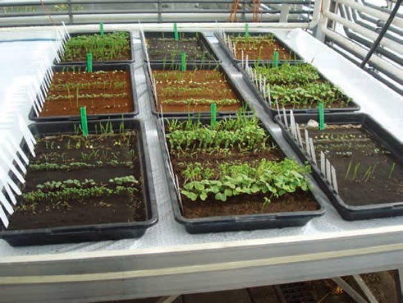 Wamelink et al were able to harvest radishes and radish seeds, cress and cress seeds, rye seeds, rocket, tomatoes and peas on Mars and Moon soil simulants. This photo shows experimental trays on April 16, 2015, seven days after sowing. Image credit: Wamelink et al, doi: 10.1515/opag-2019-0051.