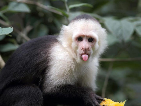 A capuchin monkey. Image credit: Georgia State University.