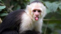 A capuchin monkey. Image credit: Georgia State University.