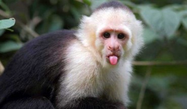 A capuchin monkey. Image credit: Georgia State University.