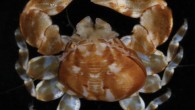 Polyonyx socialis, female, Mun Island, Nhatrang Bay, south coast of Vietnam, South China Sea; right side of carapace deformed by parasitic isopods. Scale bar – 3 mm. Image credit: A. Hiller & B. Werding, doi: 10.3897/zookeys.876.37244.