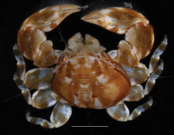 Polyonyx socialis, female, Mun Island, Nhatrang Bay, south coast of Vietnam, South China Sea; right side of carapace deformed by parasitic isopods. Scale bar – 3 mm. Image credit: A. Hiller & B. Werding, doi: 10.3897/zookeys.876.37244.