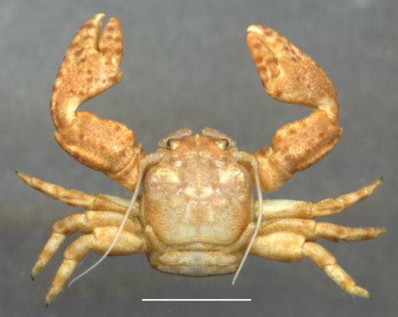 Petrolisthes virgilius, Santa Marta, Colombia. Scale bar - 2.4 mm. Image credit: A. Hiller & B. Werding, doi: 10.3897/zookeys.818.30587.