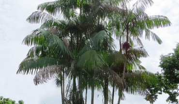 Açaí palms (Euterpe oleracea) in Summit Park, Panama. Image credit: Dick Culbert / CC BY 2.0.