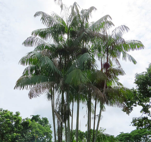 Açaí palms (Euterpe oleracea) in Summit Park, Panama. Image credit: Dick Culbert / CC BY 2.0.
