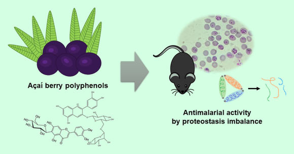 Ferreira et al demonstrated the antimalarial potential of açaí polyphenols in vitro and in vivo. Image credit: Ferreira et al, doi: 10.1021/acsomega.9b02127.