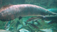 Arapaima gigas. Image credit: Shizhao / CC BY-SA 3.0.