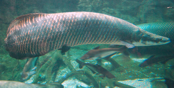 Arapaima gigas. Image credit: Shizhao / CC BY-SA 3.0.