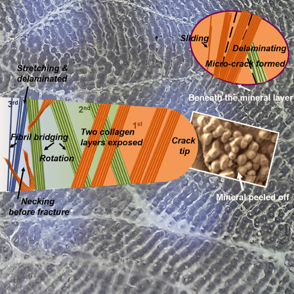 For fish scales to provide protection from predators without severely compromising mobility, they must be lightweight, flexible, and tough. The arapaima fish scale is a superb example of this, enabling its survival in piranha-infested lakes of the Amazon. These elasmoid scales comprise two layers: a laminate composite of parallel collagen fibrils arranged in a Bouligand-like pattern and a highly mineralized surface layer that prevents initial penetration damage. Yang et al measure its J-integral fracture toughness and find that the crack-growth toughness is 100–200 kJ/m2, representing a very high fracture resistance for a natural material. This toughness results from multiple deformation mechanisms acting in concert in the twisted plywood structure of the scale, involving the collagenous lamellae at varying orientations retarding crack advance through stretching, reorientation, delamination and shear, and fracture. The toughness values obtained for the arapaima scales indicate that they are among the toughest of nature’s flexible biological materials. Image credit: Yang et al, doi: 10.1016/j.matt.2019.09.014.