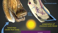 Gigantic dinosaurs like the sauropod Diplodocus, which weighed over 15 tons and was longer than an 18-wheeler truck, would have had problems with potentially lethal overheating. Hot blood from the body core would have been pumped to the head, damaging the delicate brain. The new study shows that in sauropods, evaporation of moisture in the nose and mouth would have cooled extensive networks of venous blood destined for the brain. Other large dinosaurs evolved different brain-cooling mechanisms, but all involving evaporative cooling of blood in different regions of the head. Image credit: Michael Skrepnick / WitmerLab, Ohio University.